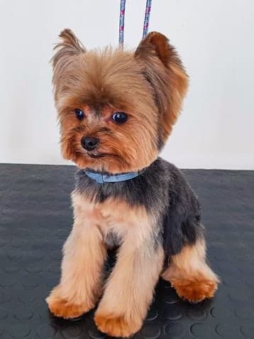 The same Yorkshire terrier after a short puppy cut